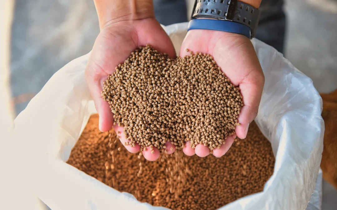 La importancia de la alimentación en la cría de terneros