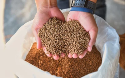 La importancia de la alimentación en la cría de terneros