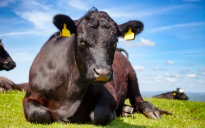Cómo se controla la calidad en la producción ganadera