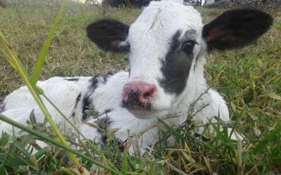 El papel de las explotaciones familiares en el medio rural