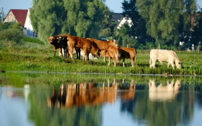 Ganadería y sostenibilidad en entornos rurales